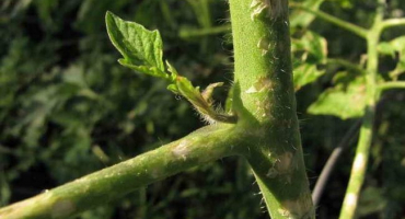 Jak štípat zeleninové plodiny